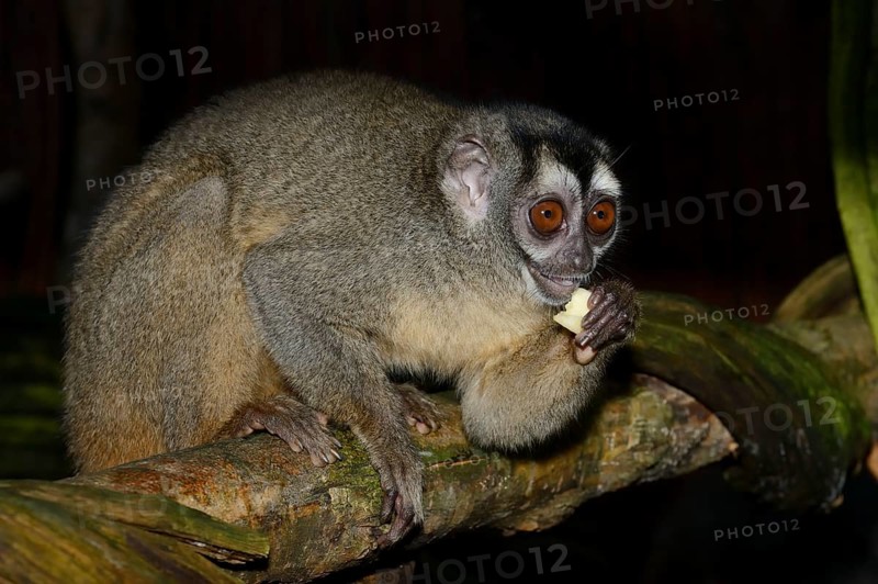 Grey-handed night monkey (Aotus griseimembra, Aotus lemurinus griseimembra) sits feeding on a branch, endangered species, captive, native to Venezuela and Colombia