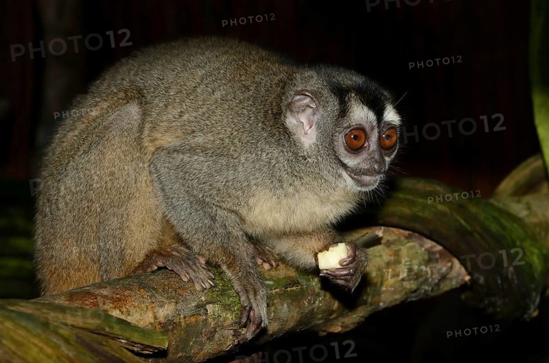 Grey-handed night monkey (Aotus griseimembra, Aotus lemurinus griseimembra) sits feeding on a branch, endangered species, captive, native to Venezuela and Colombia