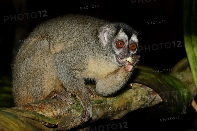 Grey-handed night monkey (Aotus griseimembra, Aotus lemurinus griseimembra) sits feeding on a branch, endangered species, captive, native to Venezuela and Colombia
