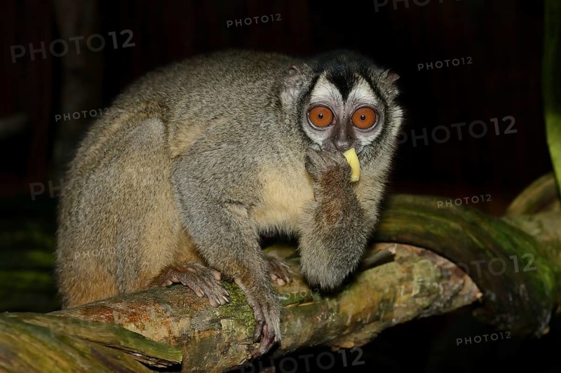 Grey-handed night monkey (Aotus griseimembra, Aotus lemurinus griseimembra) sits feeding on a branch, endangered species, captive, native to Venezuela and Colombia