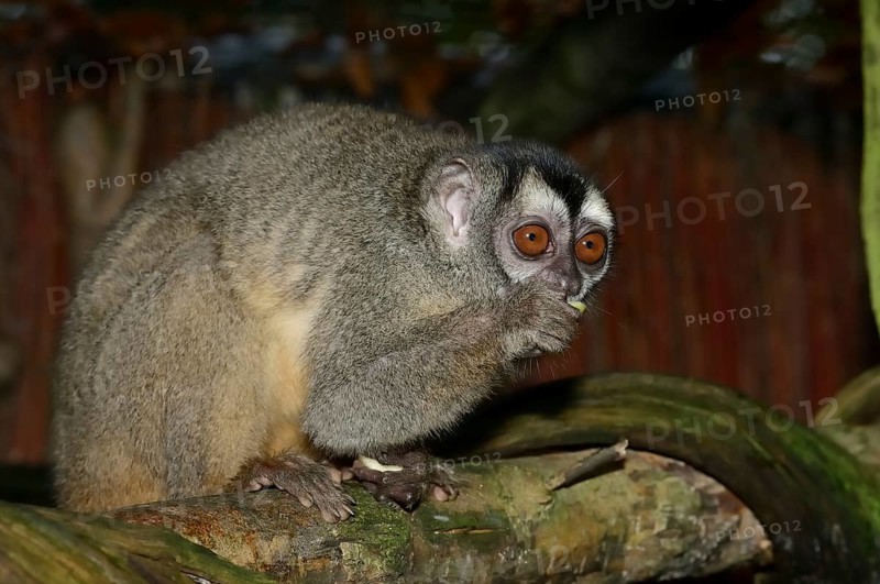 Grey-handed night monkey (Aotus griseimembra, Aotus lemurinus griseimembra) sits feeding on a branch, endangered species, captive, native to Venezuela and Colombia