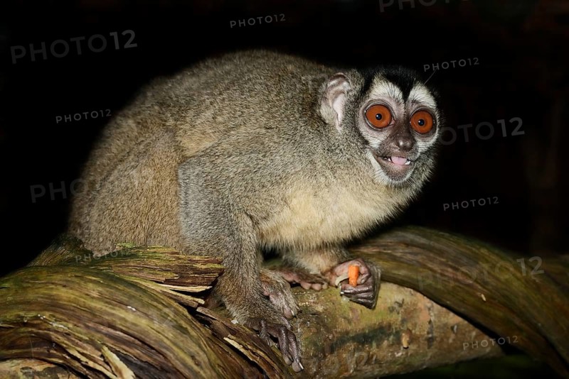 Grey-handed night monkey (Aotus griseimembra, Aotus lemurinus griseimembra) sits feeding on a branch, endangered species, captive, native to Venezuela and Colombia