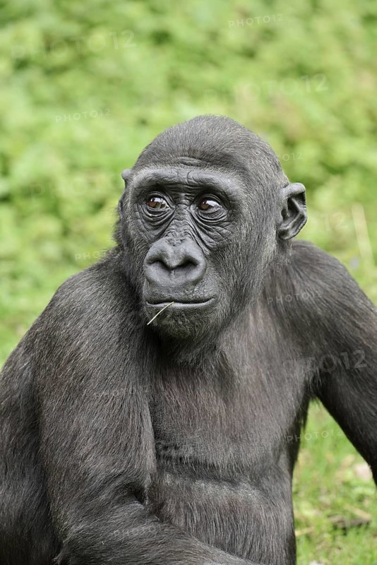 Western lowland gorilla (Gorilla gorilla gorilla), juvenile, captive, occurring in Africa