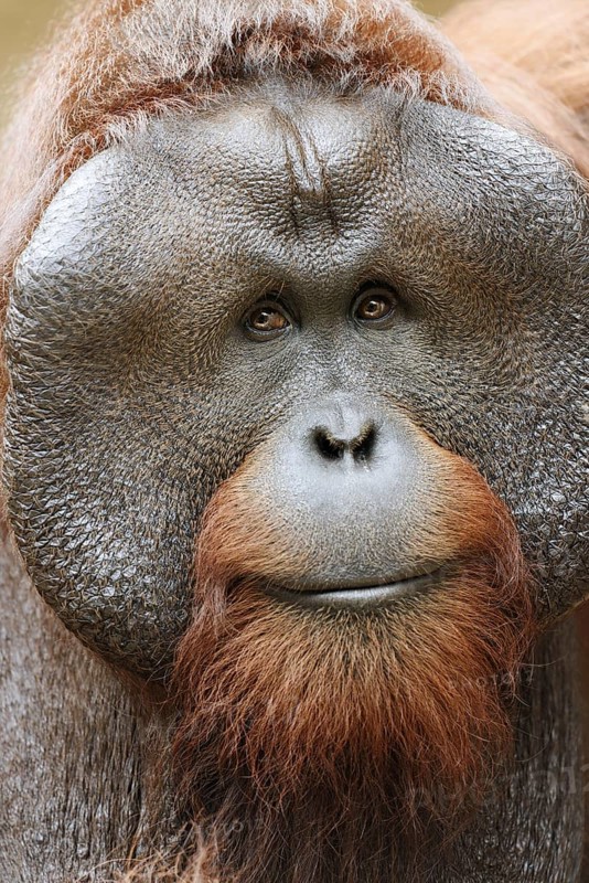 Bornean orangutan (Pongo pygmaeus), male, portrait, captive, occurring on Borneo