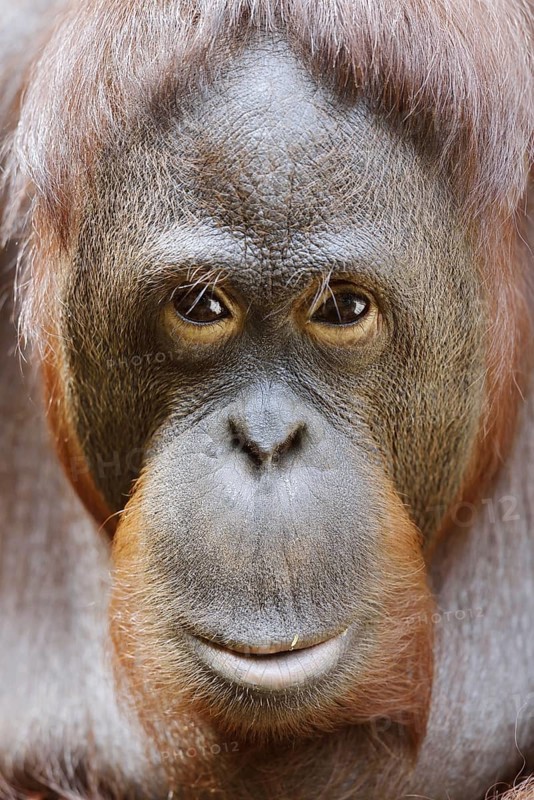 Bornean orangutan (Pongo pygmaeus), male, portrait, captive, occurring on Borneo