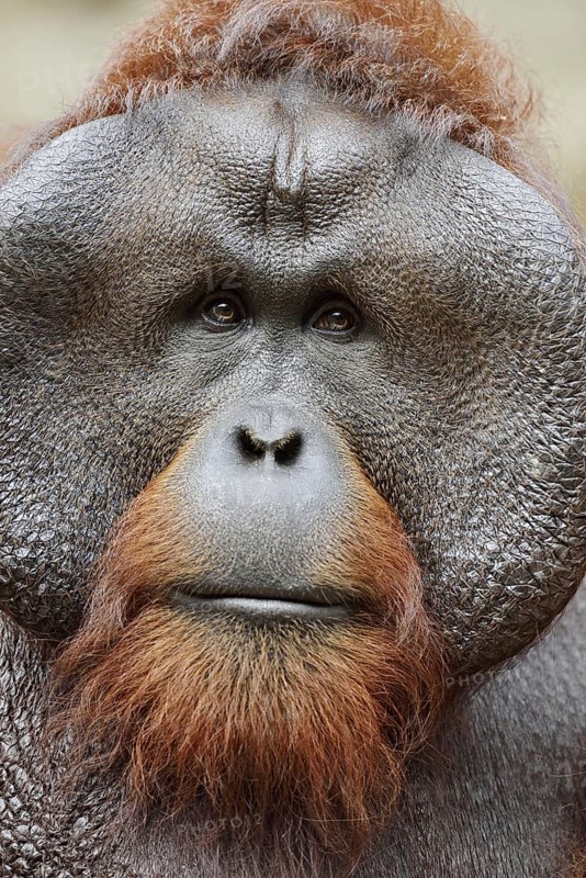 Bornean orangutan (Pongo pygmaeus), male, portrait, captive, occurring on Borneo