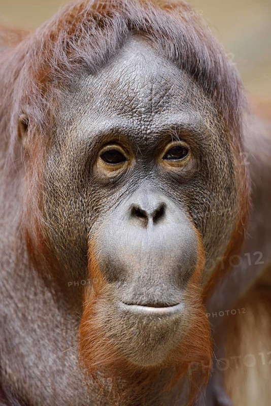 Bornean orangutan (Pongo pygmaeus), female, portrait, captive, native to Borneo
