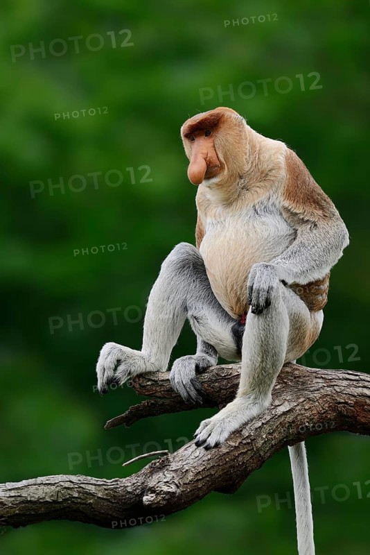 Proboscis monkey (Nasalis larvatus), male, captive, occurring on Borneo