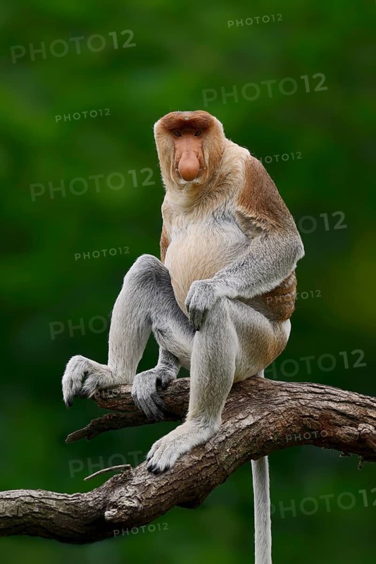 Proboscis monkey (Nasalis larvatus), male, captive, occurring on Borneo