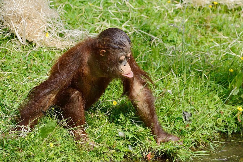 Bornean orangutan (Pongo pygmaeus), juvenile, captive, endemic to Borneo