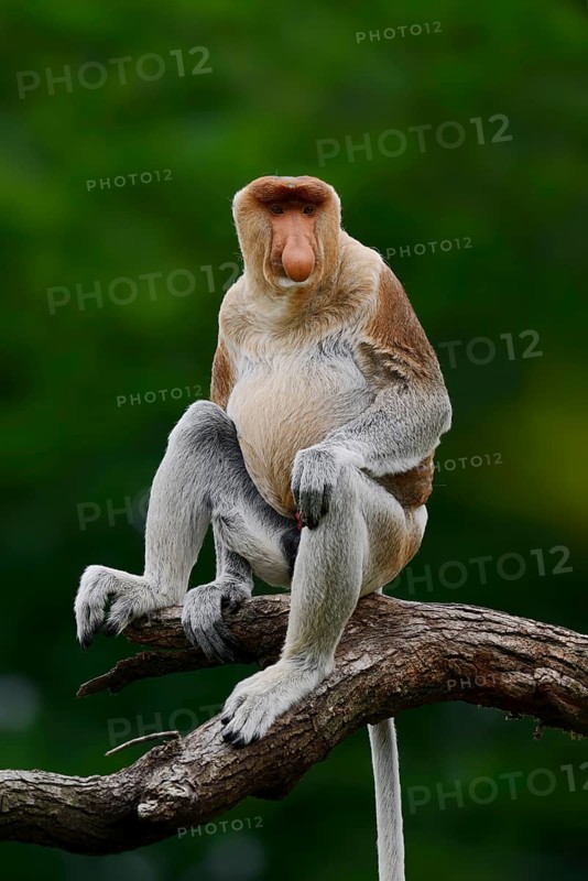 Proboscis monkey (Nasalis larvatus), male, captive, occurring on Borneo