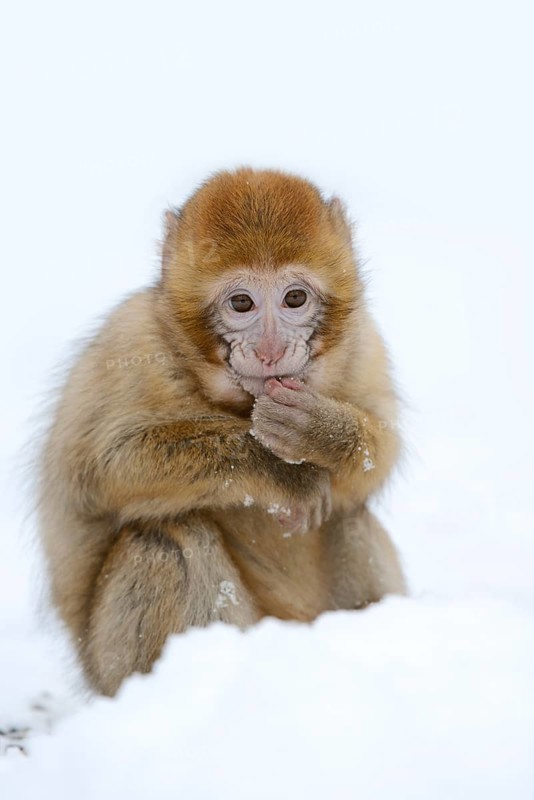 Barbary macaque or magot (Macaca sylvanus), young animal in winter, Morocco