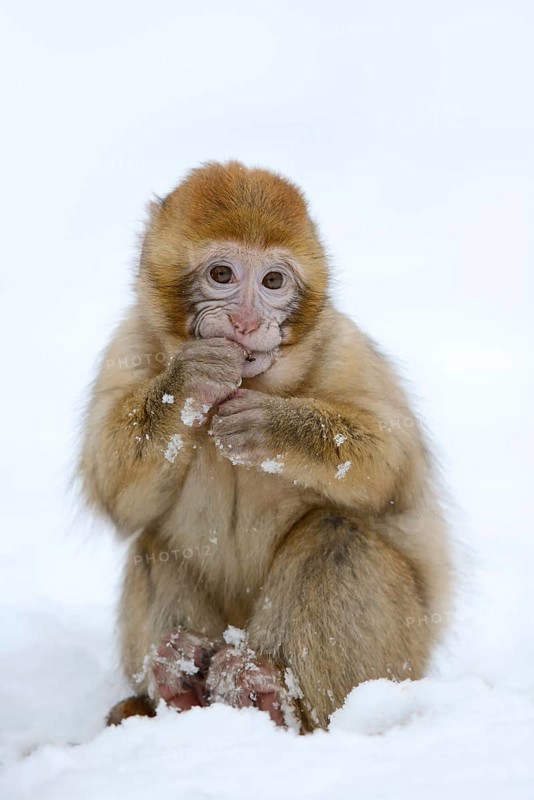 Barbary macaque or magot (Macaca sylvanus), young animal in winter, Morocco