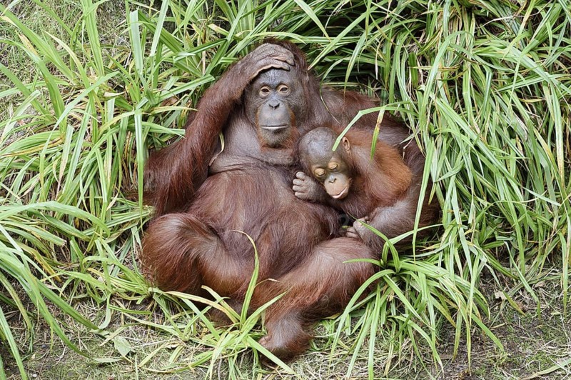 Bornean orangutan (Pongo pygmaeus), female with young, captive, occurring on Borneo
