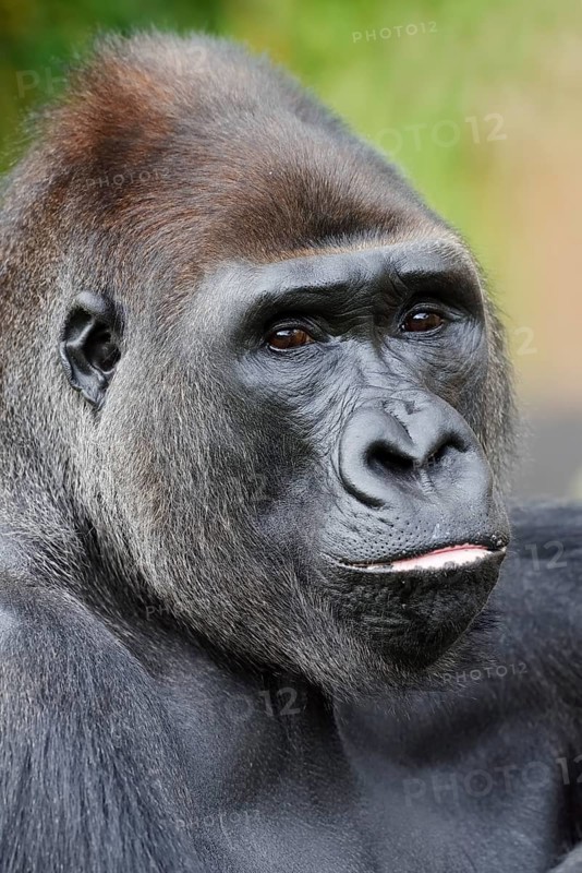 Western lowland gorilla (Gorilla gorilla gorilla), male, silverback, portrait, captive, occurrence in Africa