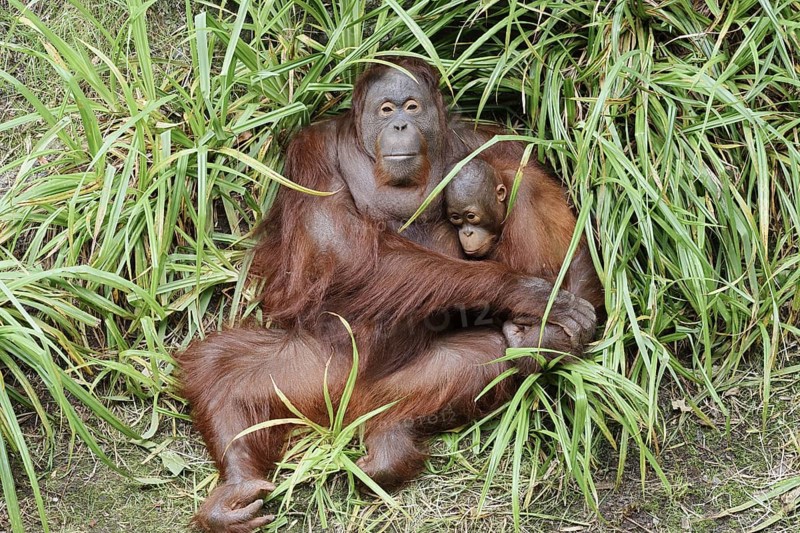 Bornean orangutan (Pongo pygmaeus), female with young, captive, occurring on Borneo