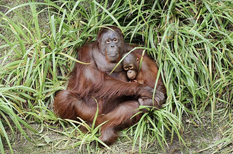 Bornean orangutan (Pongo pygmaeus), female with young, captive, occurring on Borneo