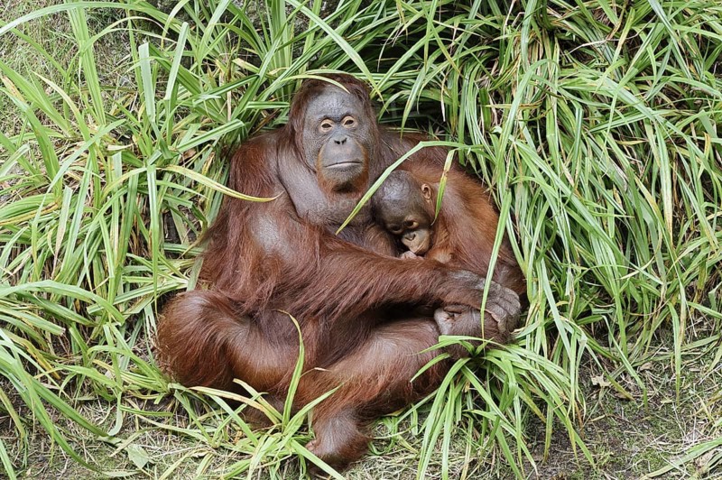 Bornean orangutan (Pongo pygmaeus), female with young, captive, occurring on Borneo