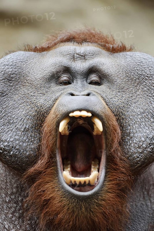 Bornean orangutan (Pongo pygmaeus), yawning male, portrait, captive, occurring on Borneo