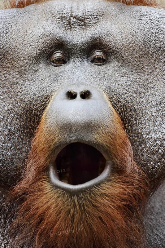 Bornean orangutan (Pongo pygmaeus), yawning male, portrait, captive, occurring on Borneo