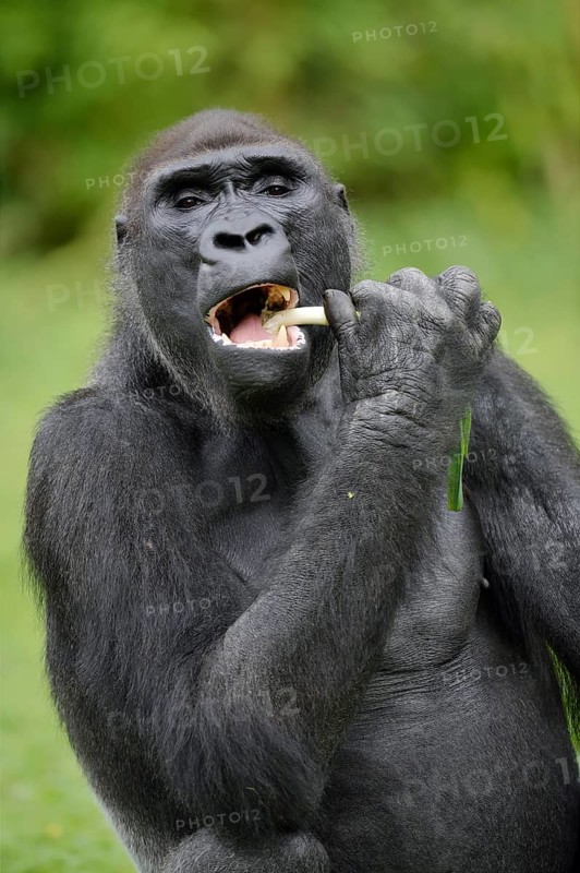 Western lowland gorilla (Gorilla gorilla gorilla), feeding male, captive, occurring in Africa
