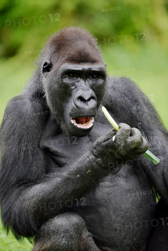 Western lowland gorilla (Gorilla gorilla gorilla), feeding male, captive, occurring in Africa