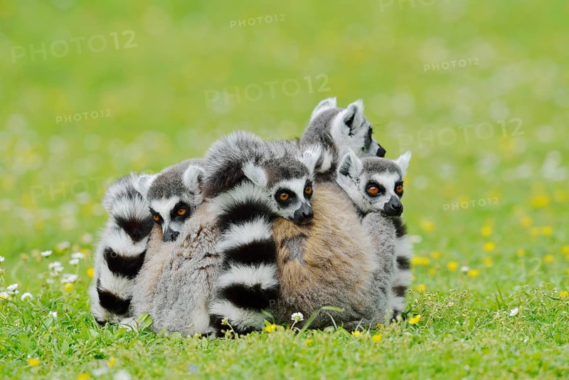 Catta (Lemur catta), group sitting in a meadow, captive, native to Madagascar