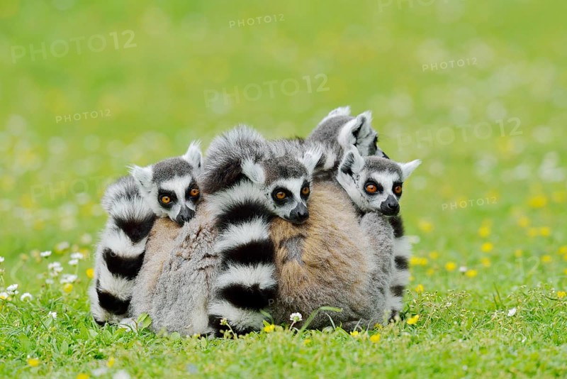 Catta (Lemur catta), group sitting in a meadow, captive, native to Madagascar