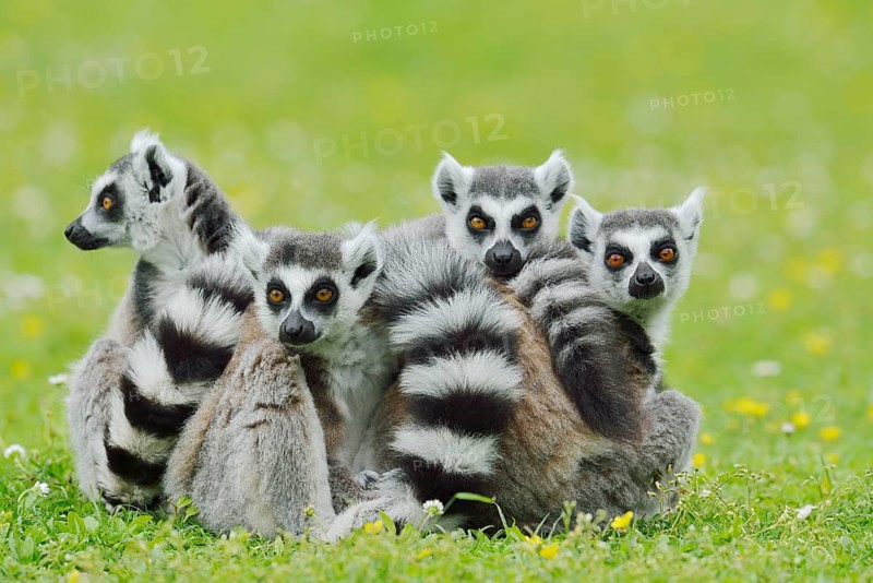 Catta (Lemur catta), group sitting in a meadow, captive, native to Madagascar