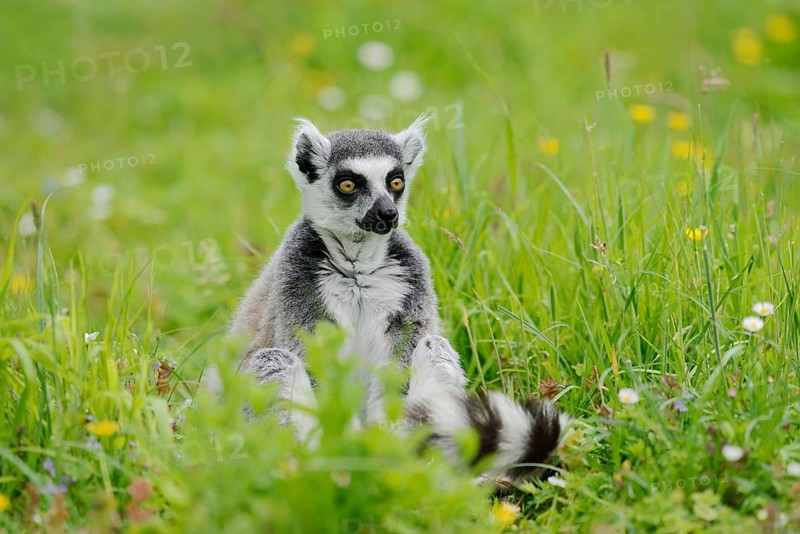 Catta (Lemur catta), captive, occurring in Madagascar