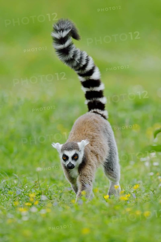 Catta (Lemur catta), captive, occurring in Madagascar