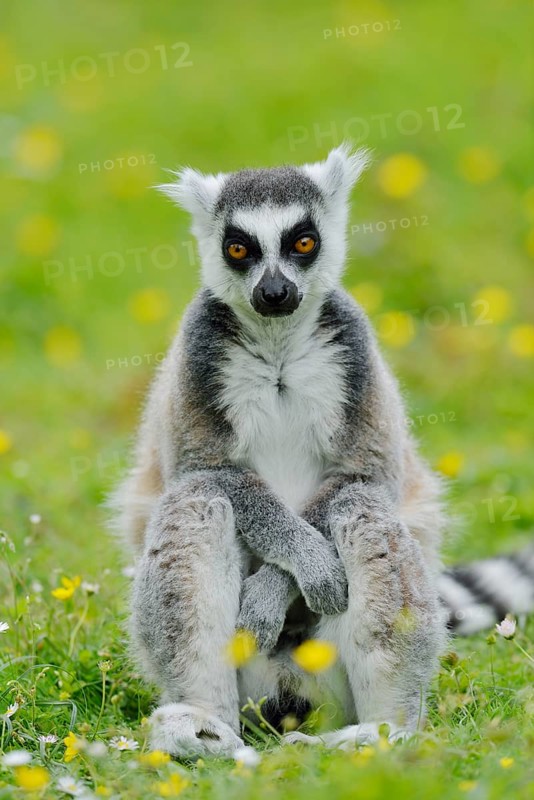 Catta (Lemur catta), captive, occurring in Madagascar