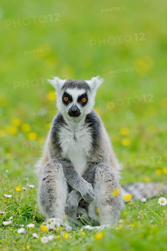 Catta (Lemur catta), captive, occurring in Madagascar