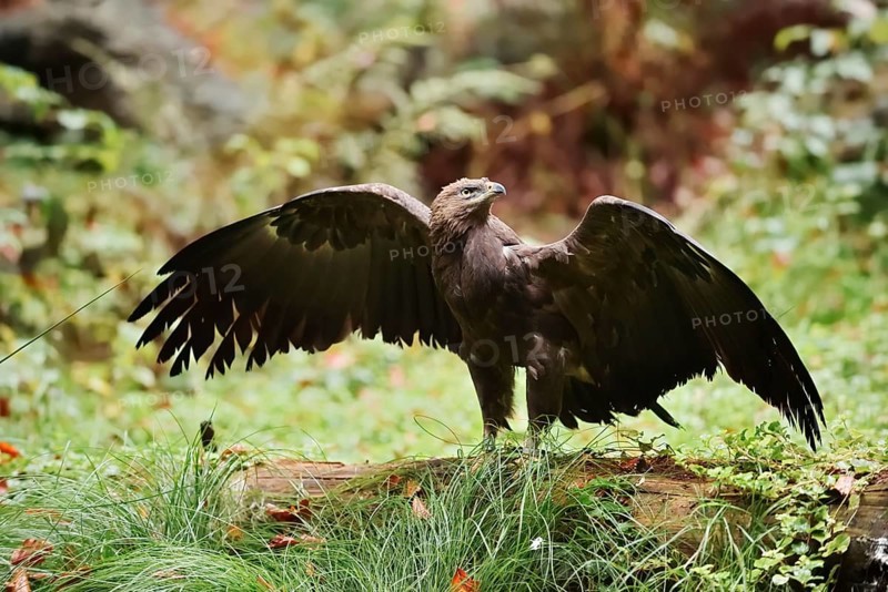 Lesser spotted eagle or Pomeranian eagle (Clanga pomarina, Aquila pomarina) standing on a tree trunk with outstretched wings, Germany