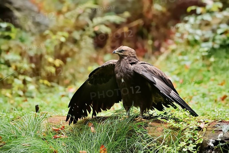 Lesser spotted eagle or Pomeranian eagle (Clanga pomarina, Aquila pomarina) standing on a tree trunk with outstretched wings, Germany