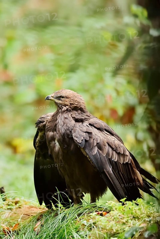 Lesser spotted eagle or Pomeranian eagle (Clanga pomarina, Aquila pomarina), Germany