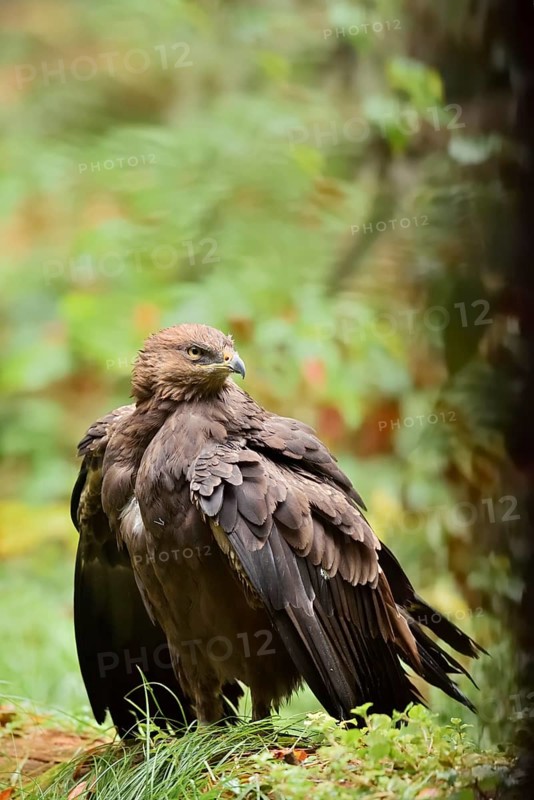 Lesser spotted eagle or Pomeranian eagle (Clanga pomarina, Aquila pomarina), Germany