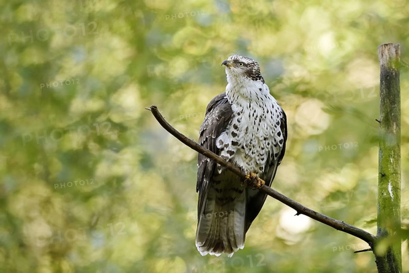 Honey buzzard (Pernis apivorus), Bavaria, Germany