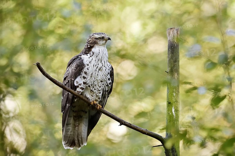 Honey buzzard (Pernis apivorus), Bavaria, Germany