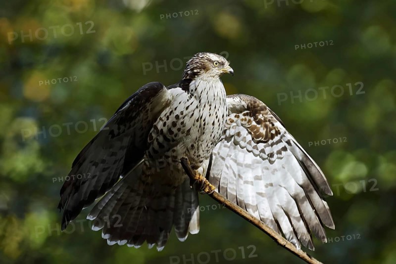Honey buzzard (Pernis apivorus), Bavaria, Germany