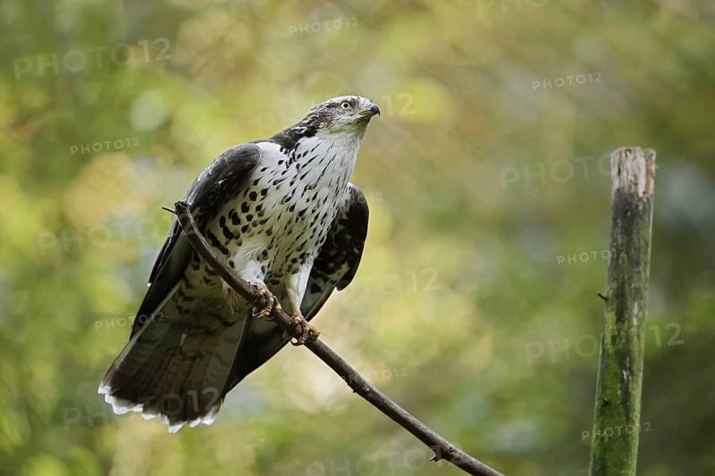 Honey buzzard (Pernis apivorus), Bavaria, Germany