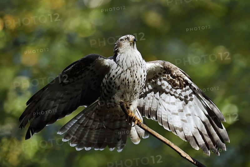 Honey buzzard (Pernis apivorus), Bavaria, Germany