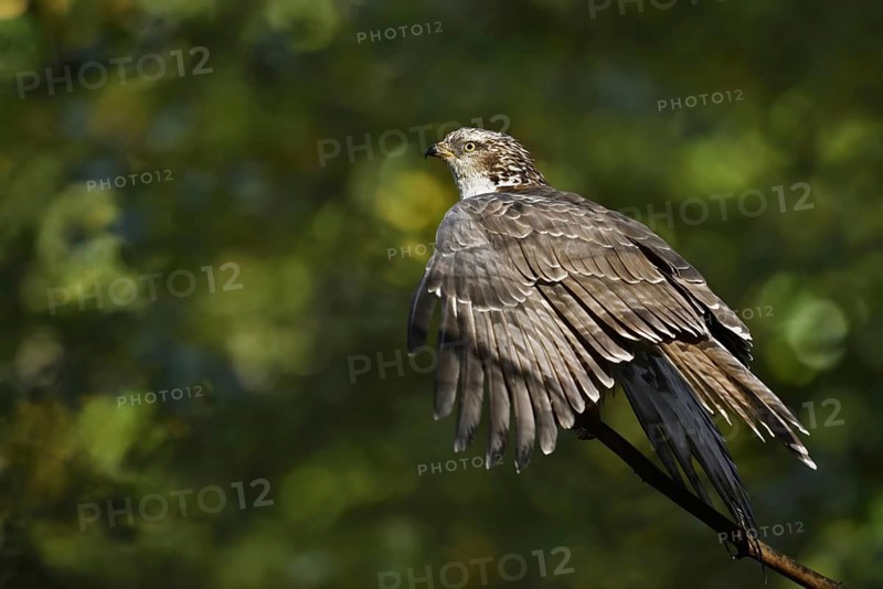 Honey buzzard (Pernis apivorus), Bavaria, Germany