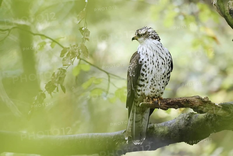 Honey buzzard (Pernis apivorus) sitting on a branch, Bavaria, Germany
