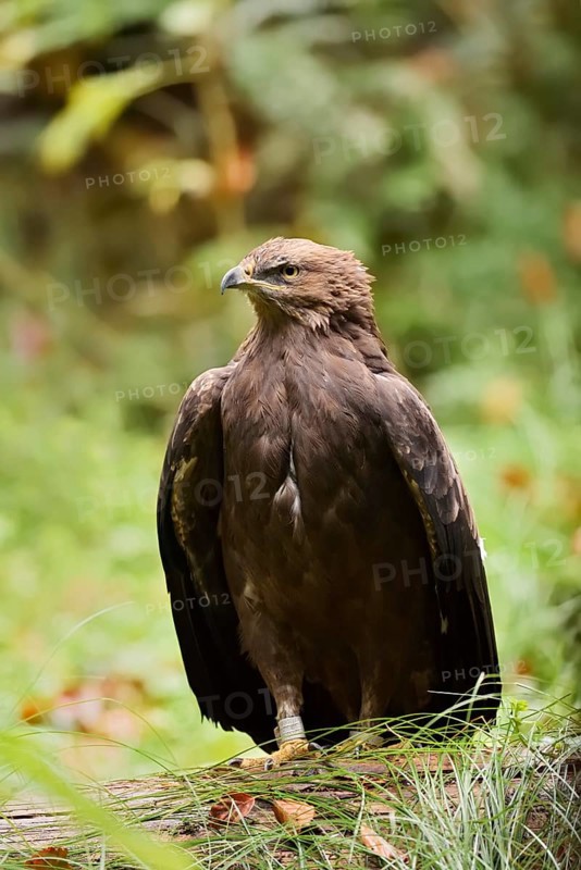 Lesser spotted eagle or Pomeranian eagle (Clanga pomarina, Aquila pomarina), Germany