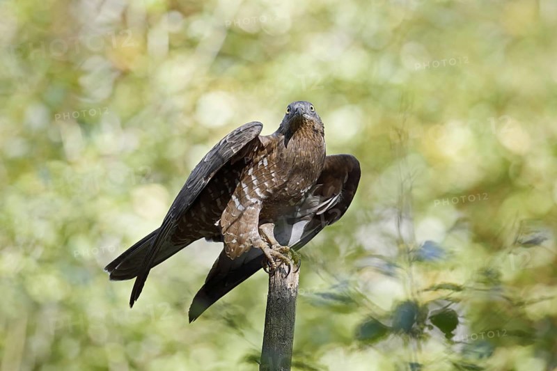 Honey buzzard (Pernis apivorus), Bavaria, Germany