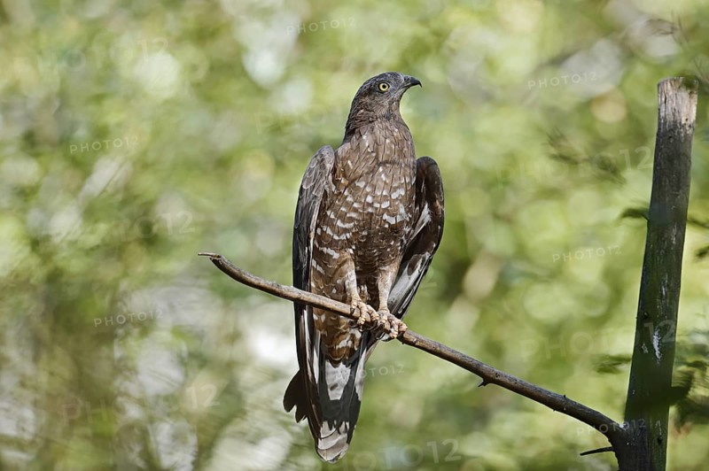 Honey buzzard (Pernis apivorus), Bavaria, Germany