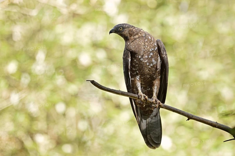 Honey buzzard (Pernis apivorus), Bavaria, Germany