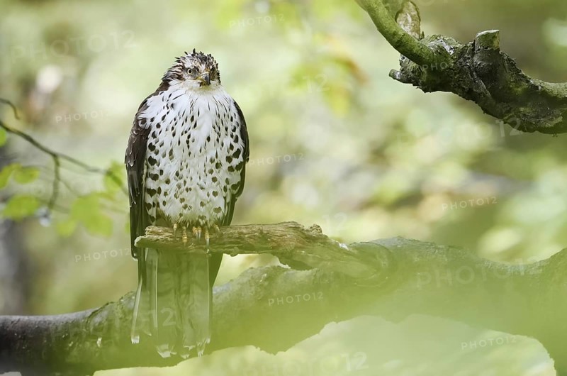 Honey buzzard (Pernis apivorus) sitting on a branch, Bavaria, Germany
