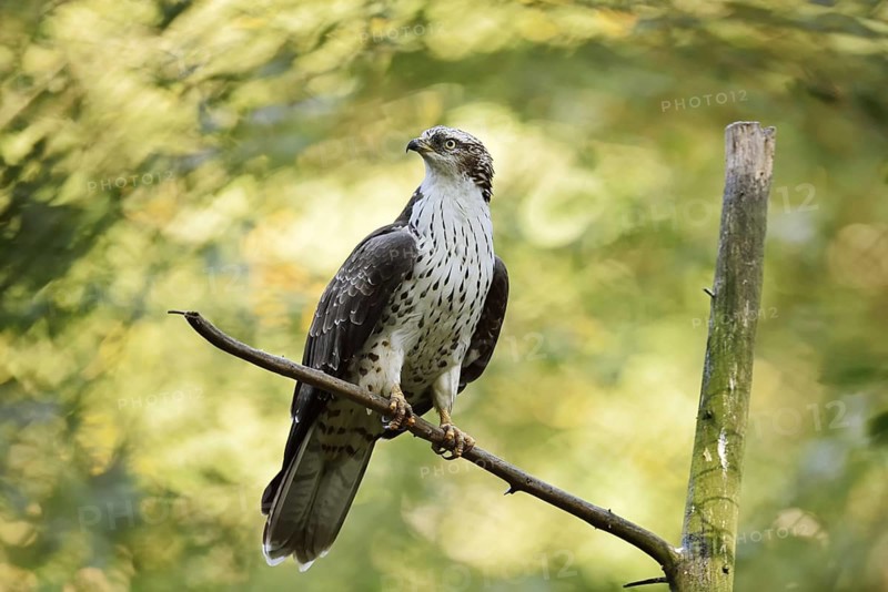 Honey buzzard (Pernis apivorus), Bavaria, Germany